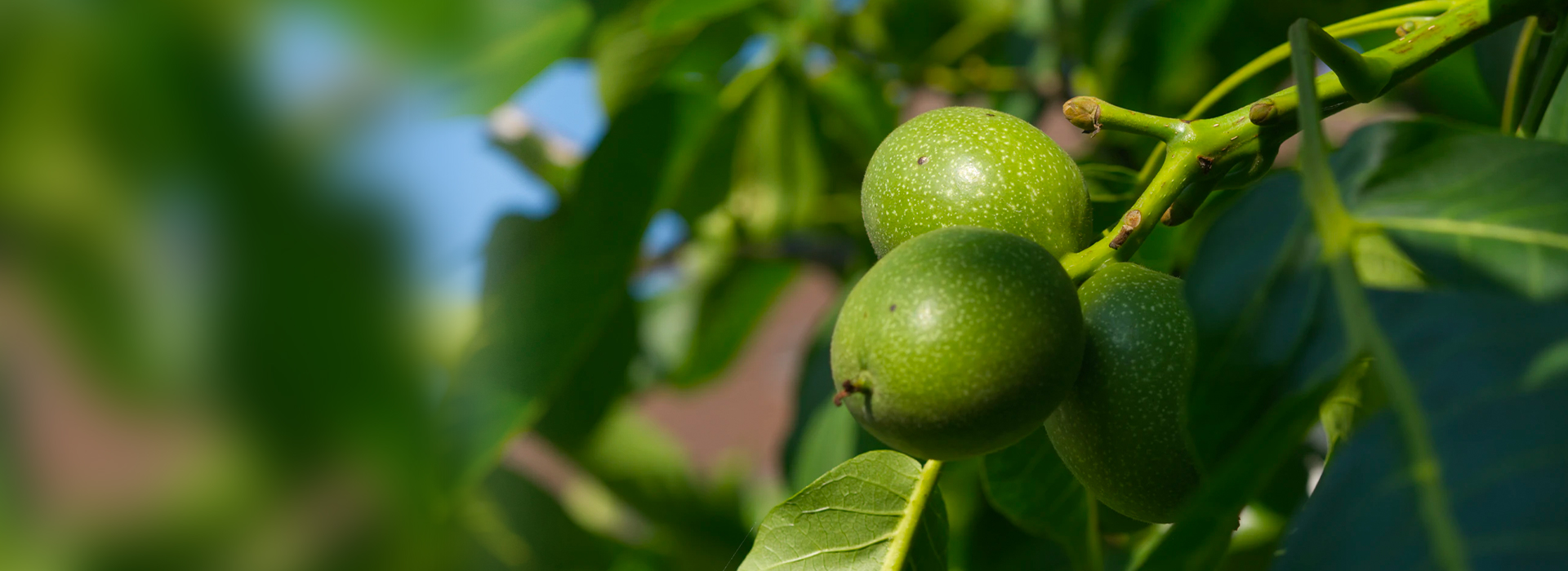 PP电子·5金狮(中国区)游戏官方网站