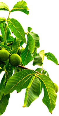 PP电子·5金狮(中国区)游戏官方网站